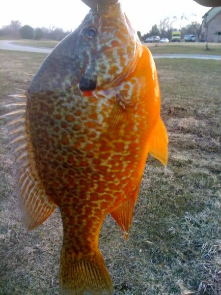 orange sunfish