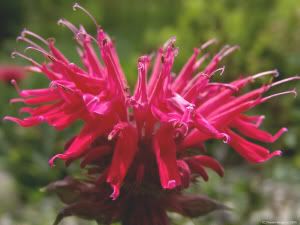 Bee Balm Pictures, Images and Photos