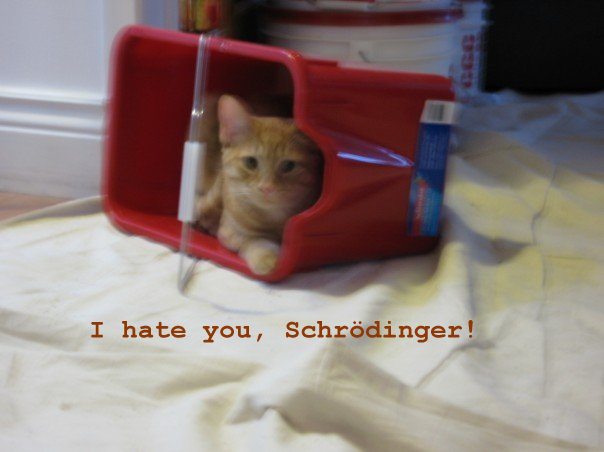 cat.png