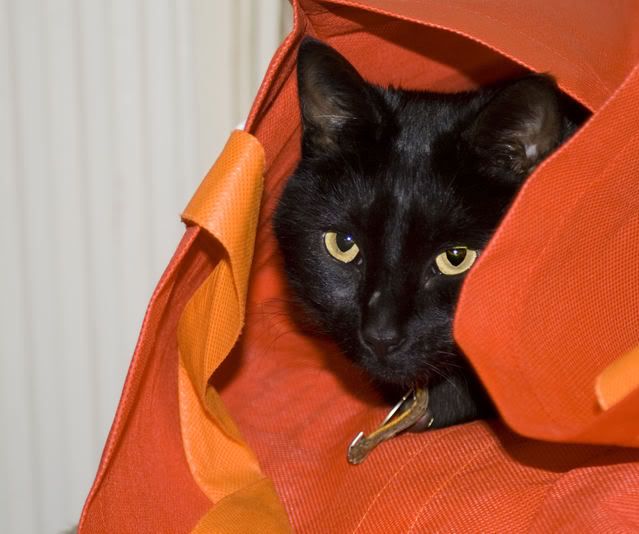 Ebony4.jpg Cat in the bag image by brightnail1970
