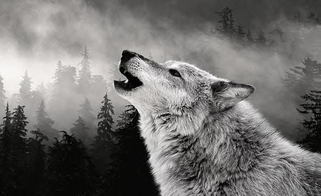 Wolf-7.jpg