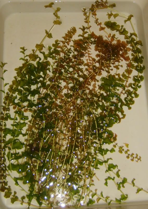 PotamogetonPerfoliatus.jpg
