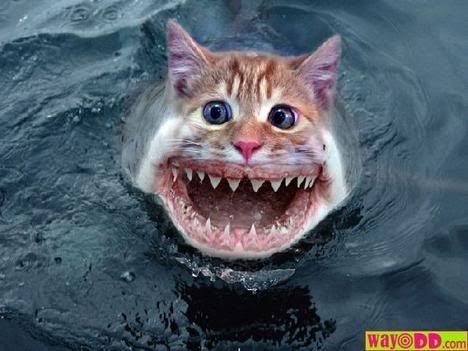 http://i103.photobucket.com/albums/m124/erickonphoenix/funny-pictures-shark-cat-0YB.jpg