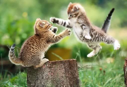 Cat Fight! Pictures, Images and Photos