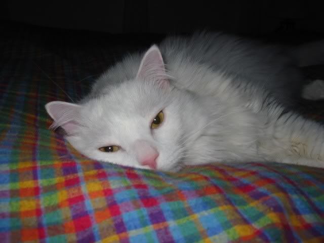 Pamuk on the bed