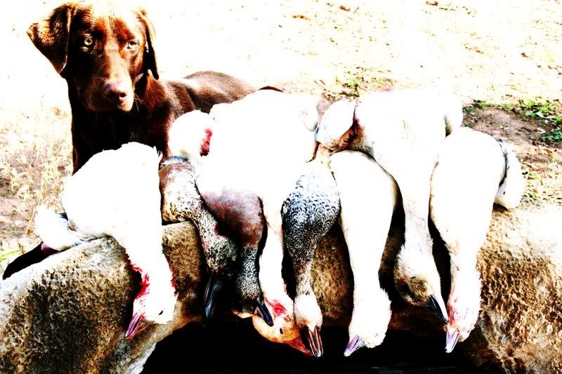hunt today Duck Hunting Forum