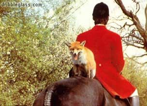 a hunting we will go! fox hunter fox and horse