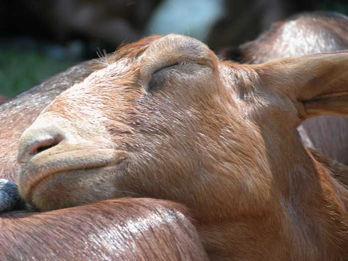 Lets See Em! (your Best Pictures! ) - Goats