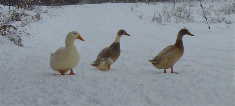 DUCK DUCK DUCK! Ellie, Tina and Ike.