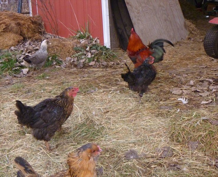 red roo and moulting hens chicken