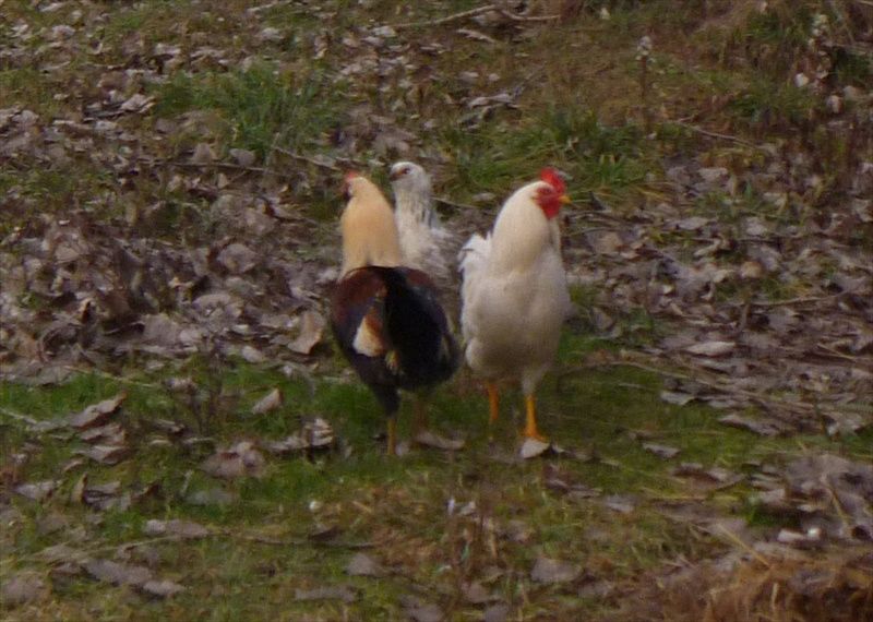 young roos chicken