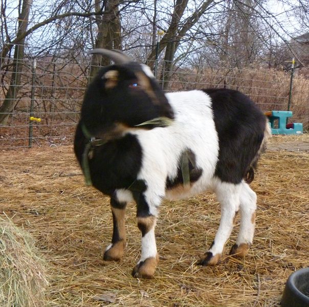 Chickory goat