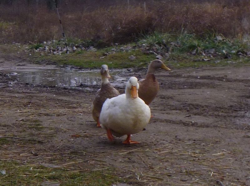 ducks