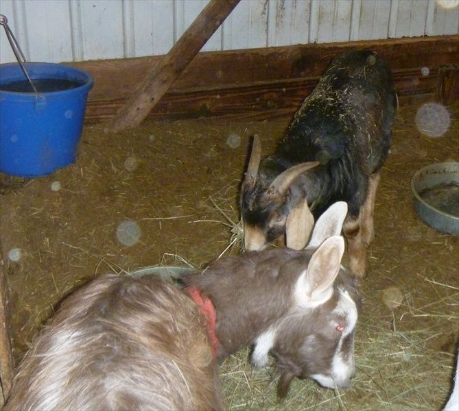 ivy buckthorn goat