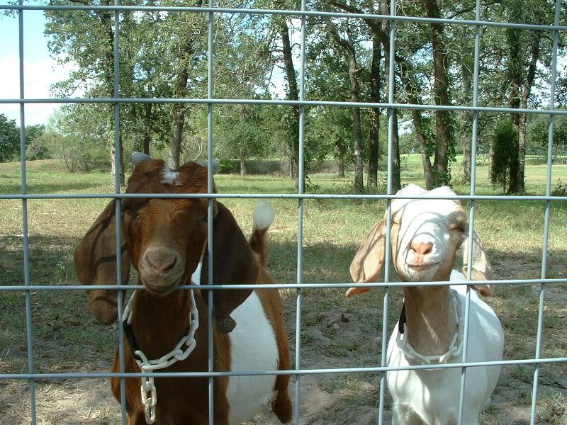 yeeha (trying a pic also) - Goats