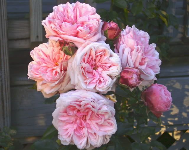 octavia hill rose