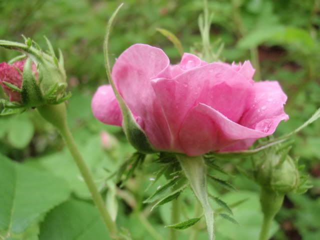 la ville de bruxelles bud