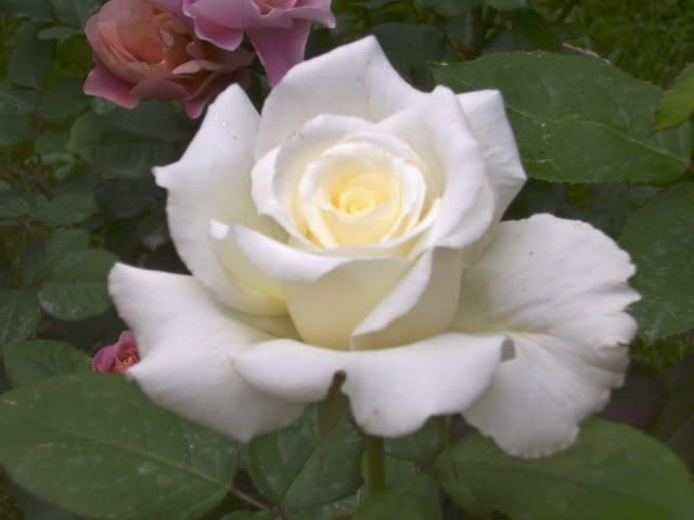 Photo Sharing and Video Hosting at Photobucket