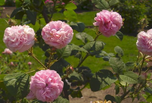 reine des centfuilles