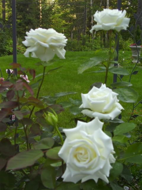 Photo Sharing and Video Hosting at Photobucket