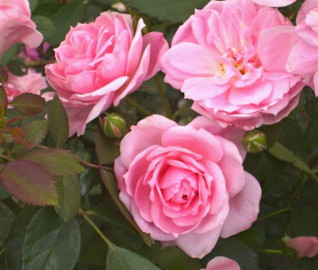 Ridiculously Healthy Roses here in zone 4