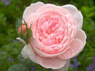 octavia hill rose