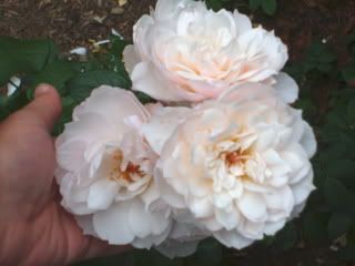 the generous gardener