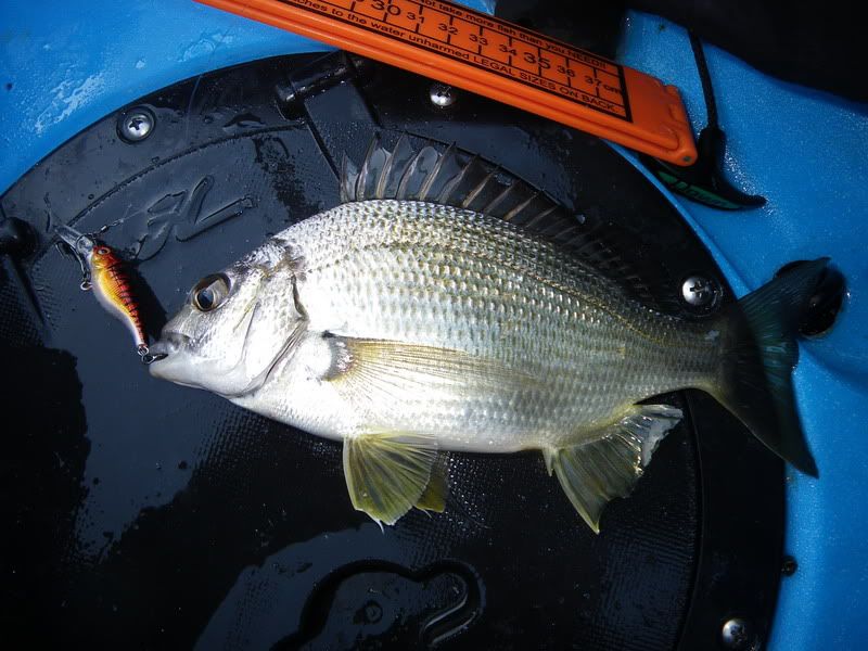 Lots of smallish Bream around the 20cm mark, water was still very tannin stained, bright lures did the damage!