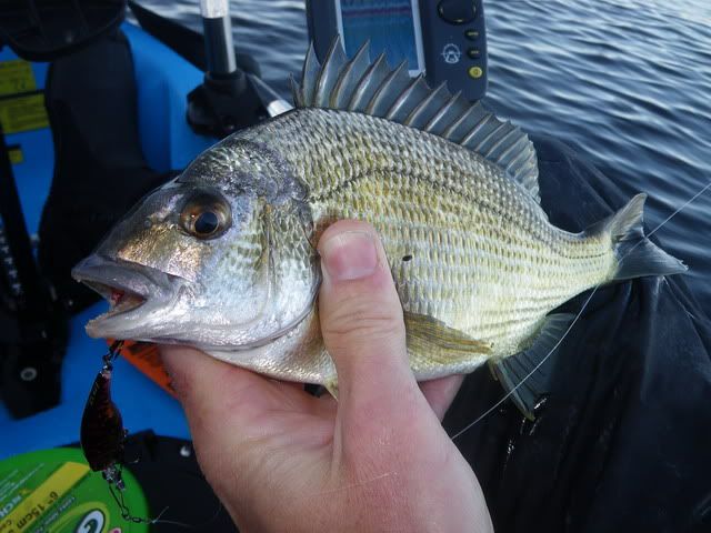 Best for me for the day, in total landed probably 6-8 bream.