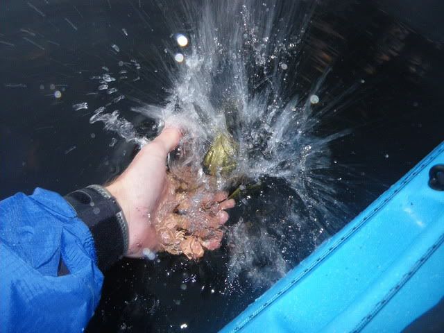 This little fella was super dark in colour, and very energetic on release!!