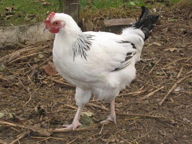 chooks004.jpg