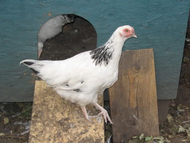 chooks008.jpg
