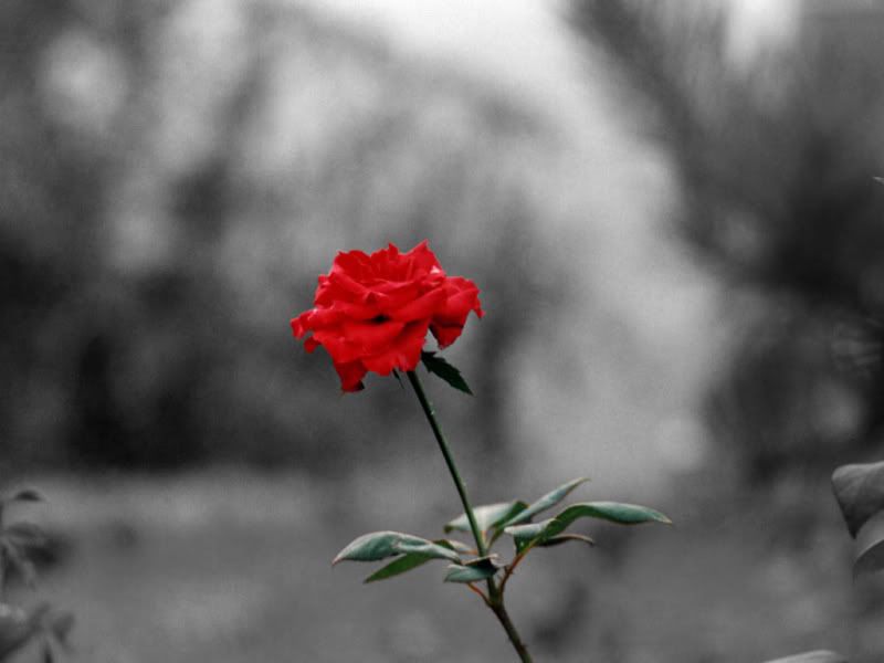 RedRoseGrayBG.jpg red rose image by lostlittleplanet