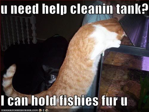 funny fish. Funny fish tank pictures.