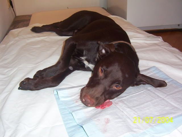 jestersemmel17_0222.jpg
