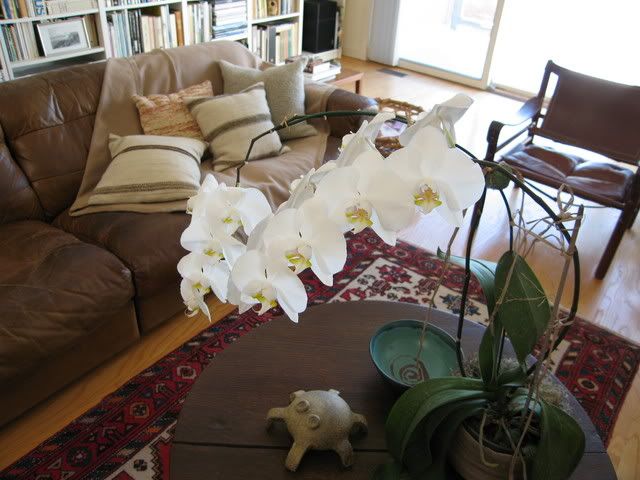 orchid_home.jpg