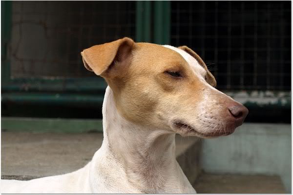 Adopt a homeless dog! Adopt Emil!