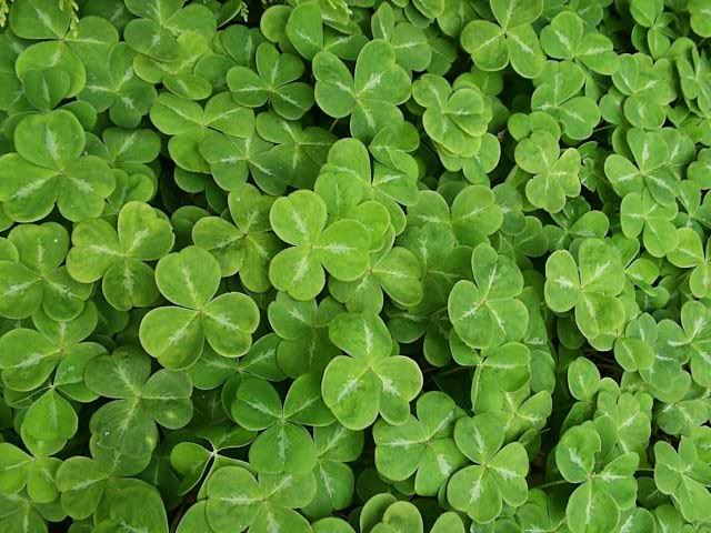 shamrock Pictures, Images and Photos