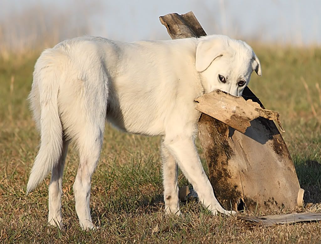 IMAGE: http://i103.photobucket.com/albums/m139/gerbalhunter/Animals/HopeGettingMidevil.jpg