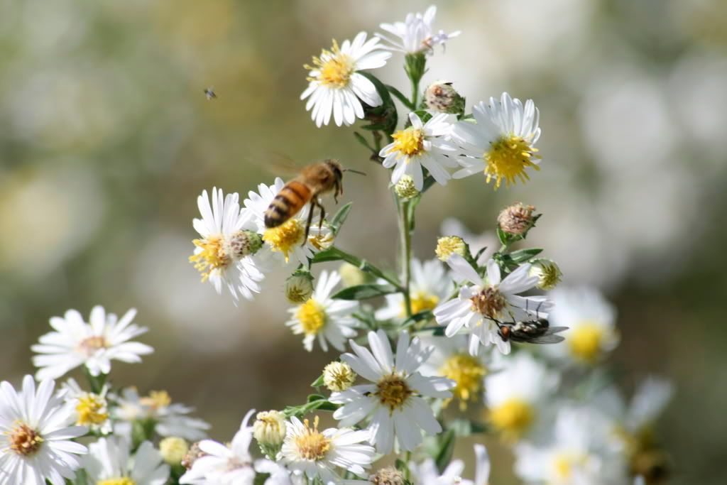 IMAGE: http://i103.photobucket.com/albums/m139/gerbalhunter/Insects/FocusFailure.jpg