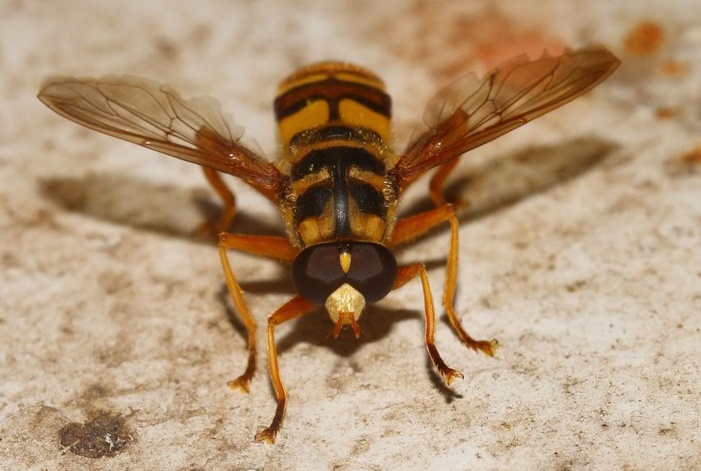 IMAGE: http://i103.photobucket.com/albums/m139/gerbalhunter/Insects/LargeHover2.jpg