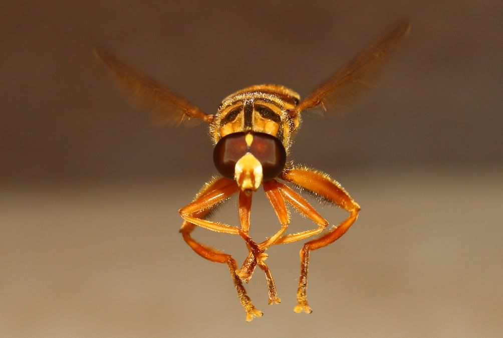 IMAGE: http://i103.photobucket.com/albums/m139/gerbalhunter/Insects/LargeHover3.jpg