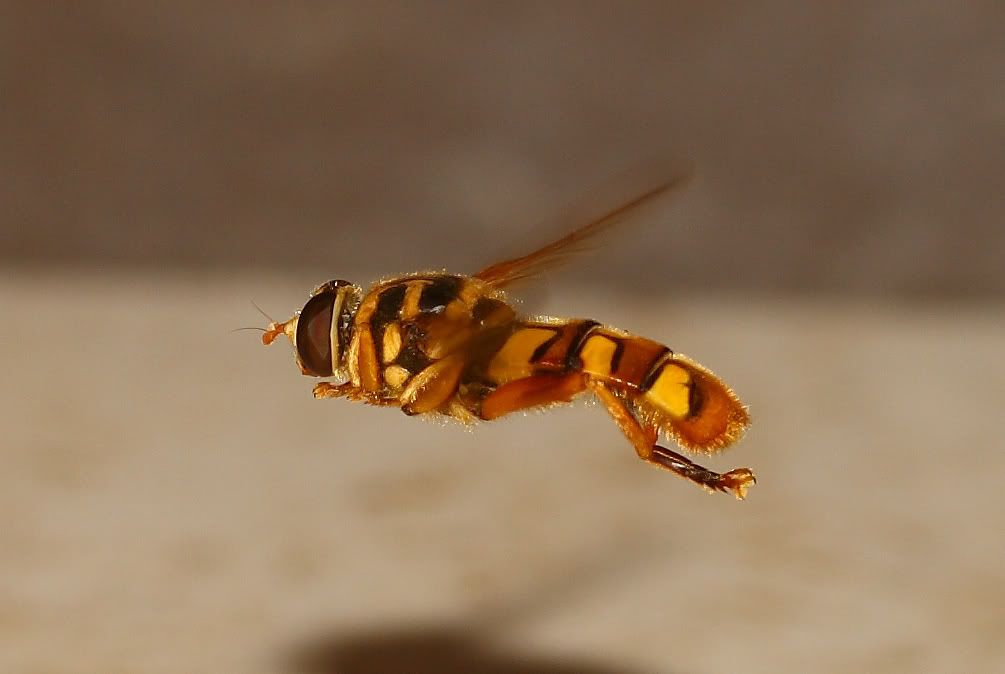 IMAGE: http://i103.photobucket.com/albums/m139/gerbalhunter/Insects/LargeHoverInFlight.jpg