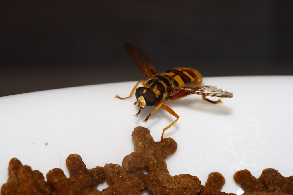 IMAGE: http://i103.photobucket.com/albums/m139/gerbalhunter/Insects/SuperHoverFly.jpg