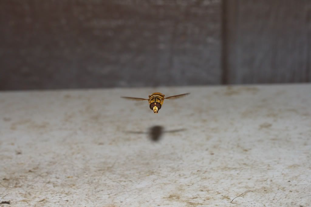 IMAGE: http://i103.photobucket.com/albums/m139/gerbalhunter/Insects/SuperHoverFly2.jpg