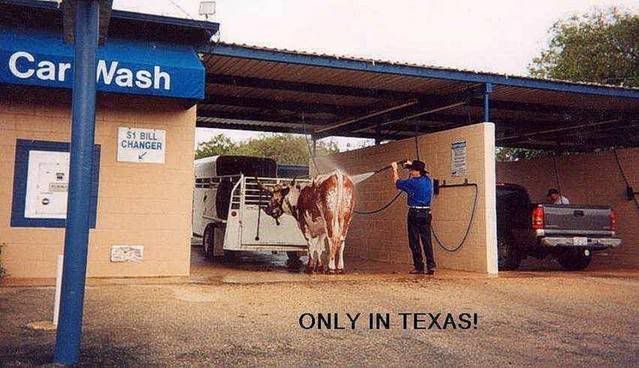 CowWash.jpg