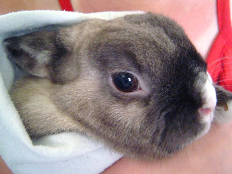 Image hotlink - 'http://i103.photobucket.com/albums/m140/DanceBunneh/PIPPUU.jpg' Image hotlink - 'http://i103.photobucket.com/albums/m140/DanceBunneh/PIPPUU.jpg'