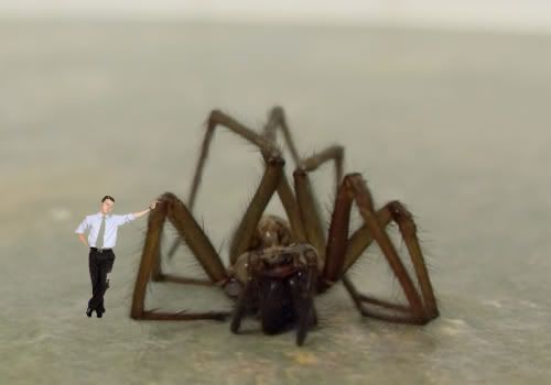 BigSpider.jpg