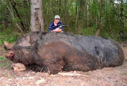 big_hog_hogzilla_pig_hunting_bigges.jpg