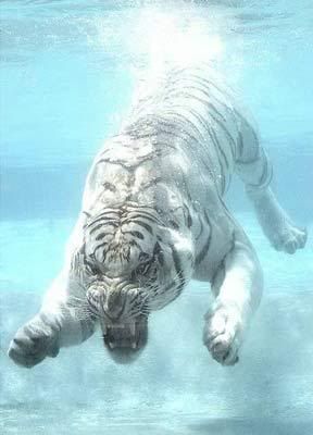 under_water_1.jpg